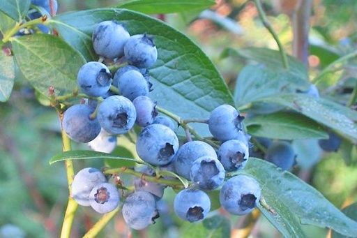 Heidelbeere - Vaccinium corymbosum 'Goldtraube' 40-50cm