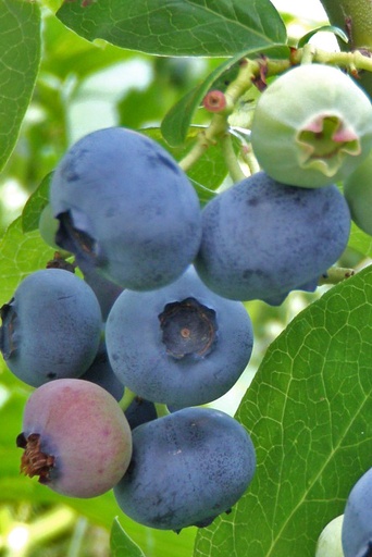 Heidelbeere - Vaccinium corymbosum 'Reka' 40-50cm