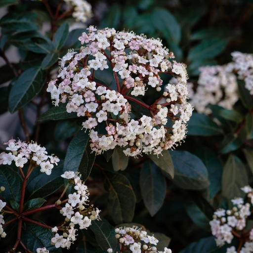 Bodnant-Winterschneeball -Viburnum bodnantense 'Dawn'