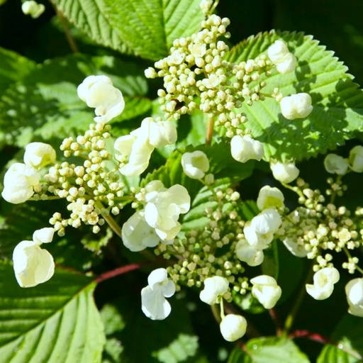 Japanischer Schneeball - Viburnum plicatum 'Mariesii' 40-50cm