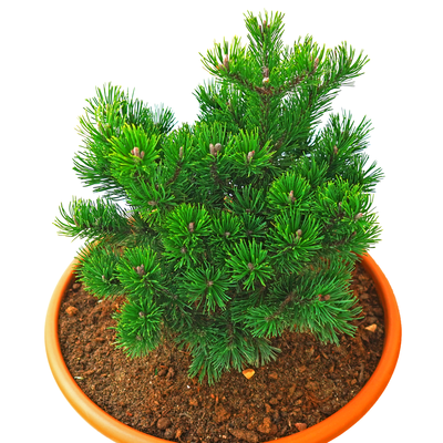 handveredelte Zwergkiefer - Pinus mugo 'Mops' - Zwerg- Latschenkiefer grün- nadelig 20- 25cm
