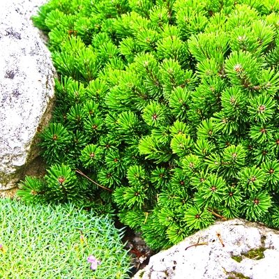 handveredelte Zwergkiefer - Pinus mugo 'Mops' - Zwerg- Latschenkiefer grün- nadelig