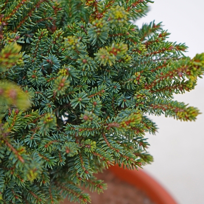 handveredelte Zwergfichte - Picea glehnii 'Chitosemaru' -  Zwergfichte silber/grün- nadelig