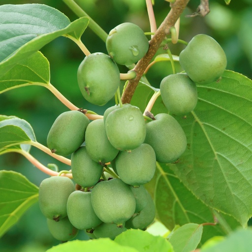 Minikiwi - Actinidia arguta 'Fresh Jumbo' 60-80cm