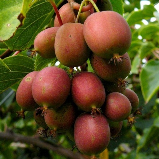 Zwerg-Kiwi - Actinidia arguta 'Ken's Red' 60-80cm