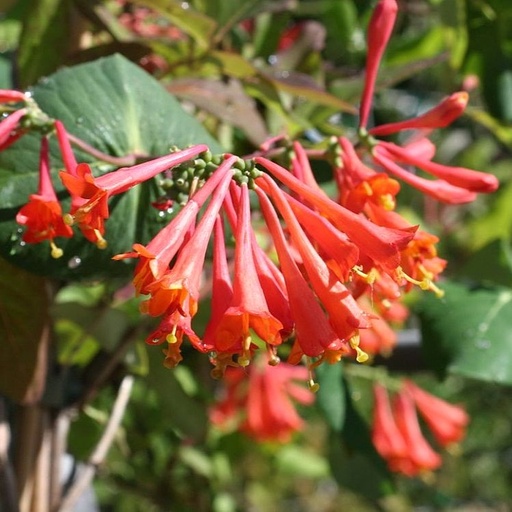 Rote Geißschlinge / Geißblatt - Lonicera brownii 'Dropmore Scarlet' 30-40cm