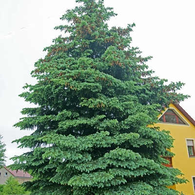 Blaufichte - Picea pungens 'Glauca' - Blaufichte silber/grün- nadelig