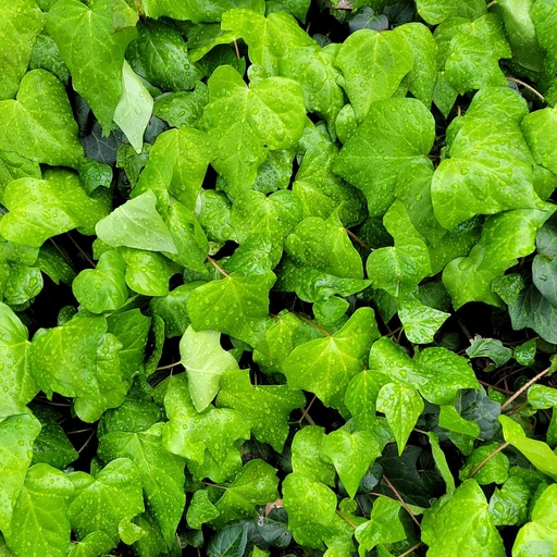 Jungfernrebe / Selbstklimmer - Parthenocissus tricuspidata 'Veitchii'