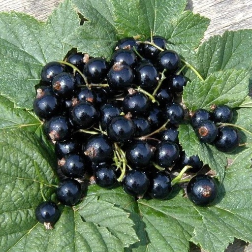 Schwarze Johannisbeere - Ribes nigrum 'Titania' 30-40cm