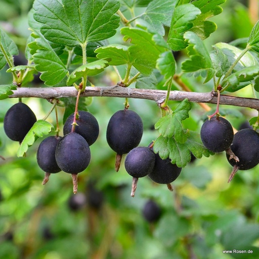Jostabeere / Jochelbeere - Ribes nidigrolaria 30-40cm