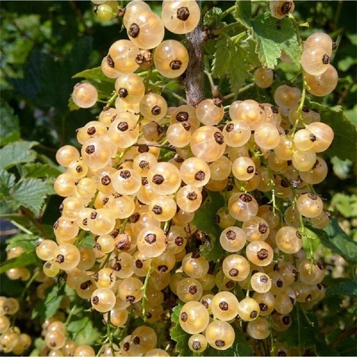 Weiße Johannisbeere - Ribes rubrum var. alba 'Weisse Versailles' 30-40cm