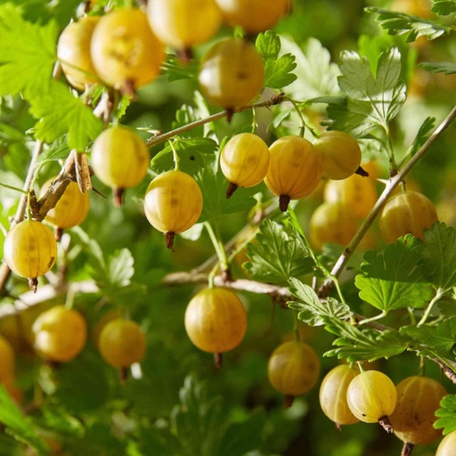 Stachelbeere - Ribes uva-crispa 'Hinnomäki gelb' 30-40cm