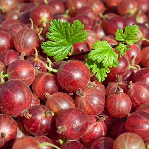 Stachelbeere - Ribes uva-crispa 'Hinnomäki rot' 30-40cm