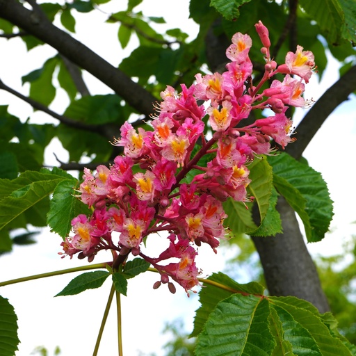 Rotblühende Roßkastanie / Edelkastanie - Aesculus carnea 'Briotii' Stammumfang 12-14cm