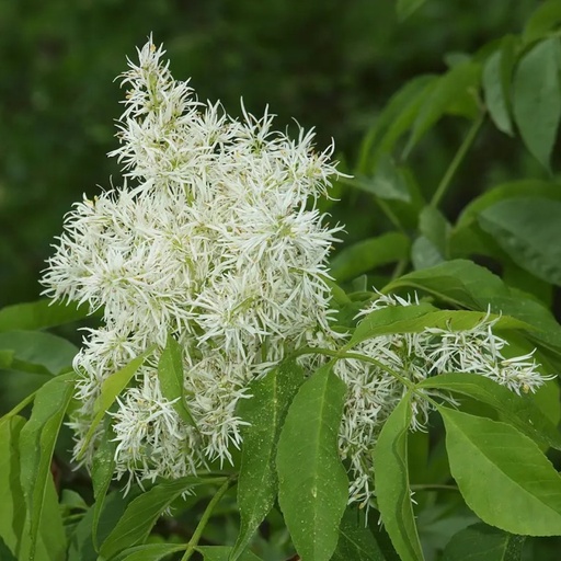 Blumenesche / Mannaesche - Fraxinus ornus  Stammumfang 8-10cm