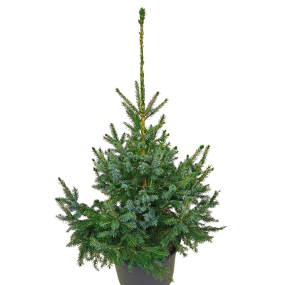 Serbische Fichte - Picea omorika - Serbische Fichte silber/grün- nadelig 100- 125cm