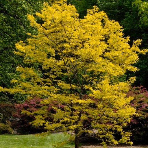 Amerikanische Gleditschie / Gold-Gleditschie - Gleditsia triacanthos 'Sunburst' Stammumfang 6-8cm