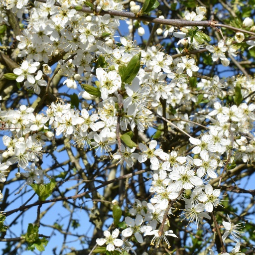 Chinesische Wildbirne / Stadtbirne - Pyrus calleryana 'Chanticleer' Stammumfang 8-10cm