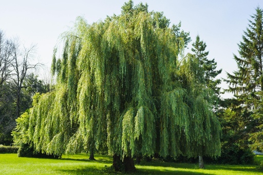 Trauerweide / Hängeweide - Salix sepulcralis 'Chrysocomoa' / 'Tristis' Stammumfang 8-10cm