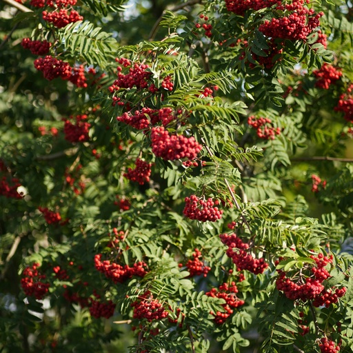 Essbare Vogelbeere / Eberesche - Sorbus aucuparia 'Edulis' Stammumfang 10-12cm
