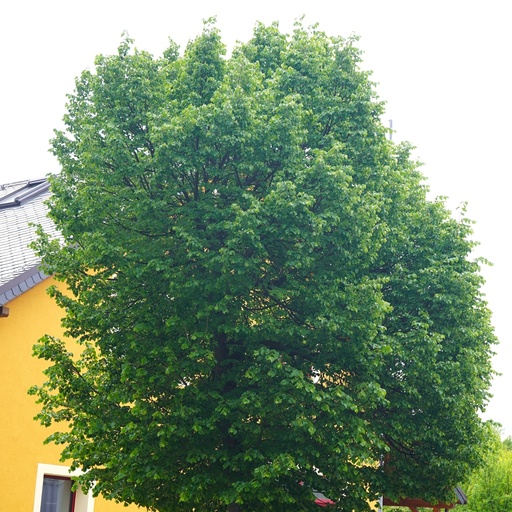 Winterlinde / Amerikanische Stadtlinde - Tilia cordata 'Greenspire'