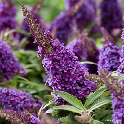 Zwerg-Schmetterlingsflieder / Zwerg-Sommerflieder - Buddleja davidii 'Butterfly Candy®Little Purple' C3