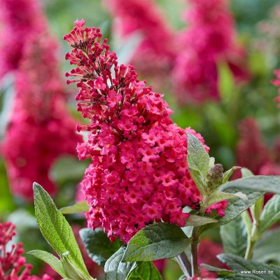 Zwerg-Schmetterlingsflieder / Zwerg-Sommerflieder - Buddleja davidii 'Butterfly Candy®Little Ruby' C3