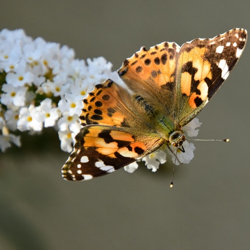Zwerg-Schmetterlingsflieder / Zwerg-Sommerflieder - Buddleja davidii 'BUZZ®Ivory'