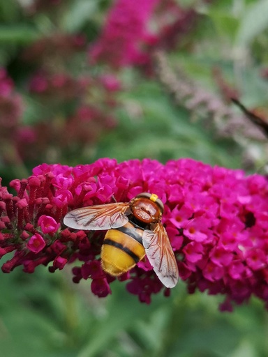 Zwerg-Schmetterlingsflieder / Zwerg-Sommerflieder - Buddleja davidii 'BUZZ®Magenta' C3