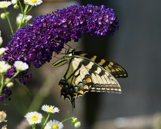 Zwerg-Schmetterlingsflieder / Zwerg-Sommerflieder - Buddleja davidii 'BUZZ®Midnight' C3