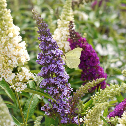 Zwerg-Schmetterlingsflieder / Zwerg-Sommerflieder - Buddleja davidii 'BUZZ®Trio' C3