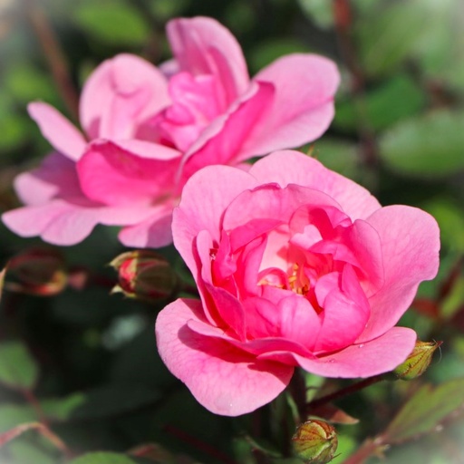 Bodendecker Rose - Rosa 'Schöne Dortmunderin'® ADR-Rose C4