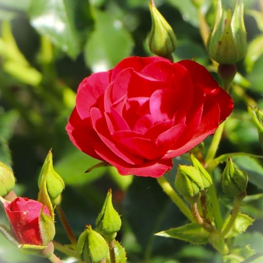 Beetrose - Rosa 'Balou'®ADR-Rose C4