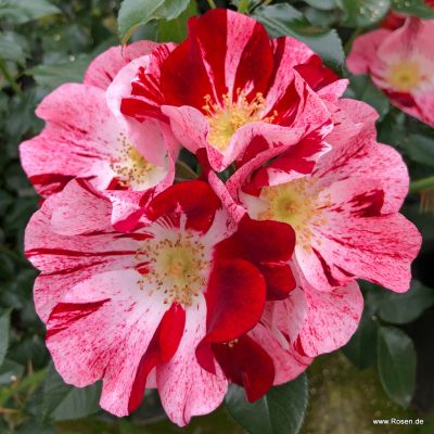 Kleinstrauchrose - Rosa 'Simsalabim'®ADR-Rose C4