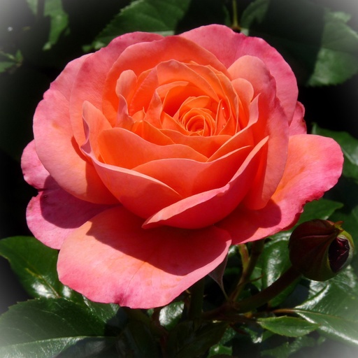 Beetrose - Rosa 'Coral Lions-Rose'® ADR-Rose C5