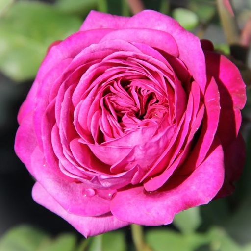 Beetrose - Rosa 'Heidi Klum-Rose'® ADR-Rose C5