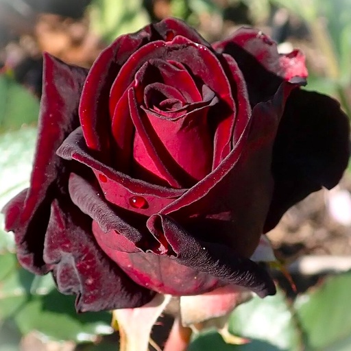 Edelrose - Rosa 'Black Baccara' C5