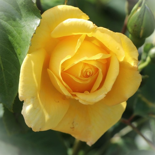 Kletterrose - Rosa 'Golden Gate'® ADR-Rose C5