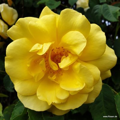 Kletterrose - Rosa 'Golden Gate'® ADR-Rose