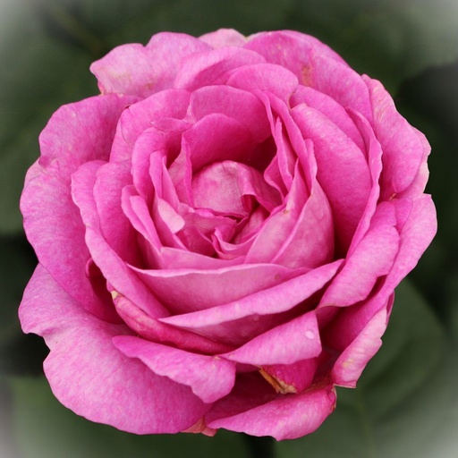 Beetrose Parfuma® - Rosa Parfuma® 'Carmen Würth' ADR-Rose C5