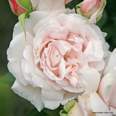 Beetrose Parfuma® - Rosa Parfuma® 'Constanze Mozart'® C5