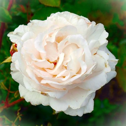 Beetrose Parfuma® - Rosa Parfuma® 'Constanze Mozart'® C5