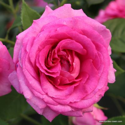 Beetrose - Rosa 'Fräulein Maria' ADR-Rose C5