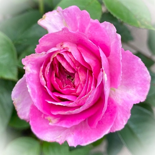Beetrose - Rosa 'Fräulein Maria' ADR-Rose C5