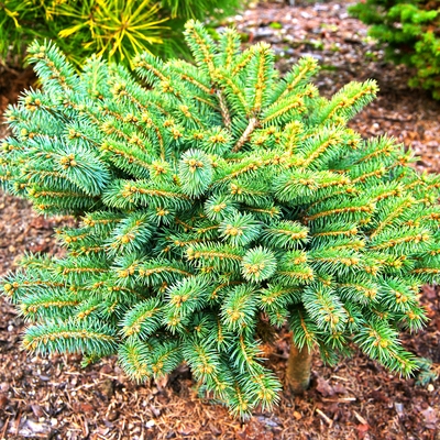 handveredelte Zwerg- Blaufichte - Picea pungens 'Victor' - Zwerg- Blaufichte silber/blau- nadelig