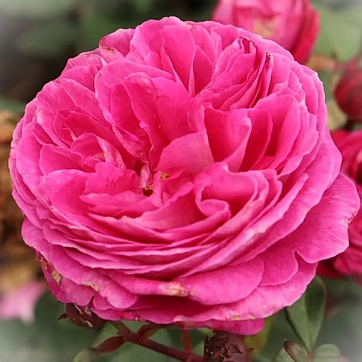 Beetrose Perfuma® - Rosa Parfuma® 'Freifrau Caroline'® ADR-Rose C5