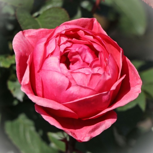 Beetrose Perfuma® - Rosa Parfuma® 'Gartenprinzessin Marie-José' ADR-Rose C5