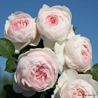 Beetrose Perfuma® - Rosa Parfuma® 'Herzogin Christiana'® ADR-Rose C5