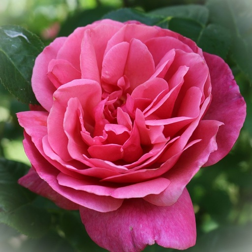 Edelrose - Rosa 'Elbflorenz' ADR-Rose C5