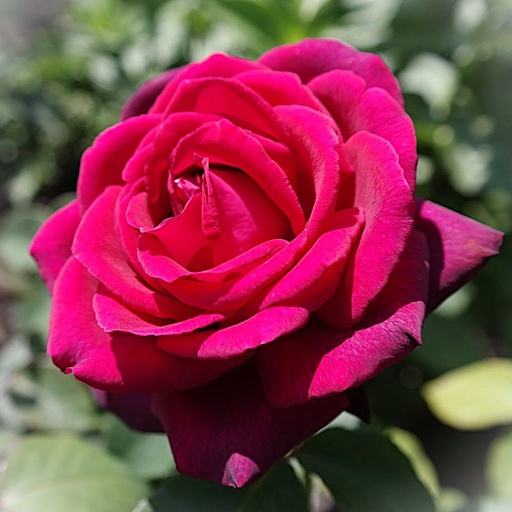 Edelrose Parfuma® - Rosa Parfuma® 'Gräfin Diana'® ADR-Rose C5
